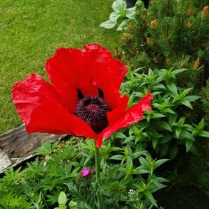 Meet your Posher, Jana